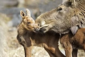 WAT-15466 European Moose / Elk - mother with 15 day old calf