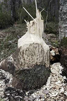 WAT-15475 European Beaver - showing remains of poplar tree which Beaver has felled