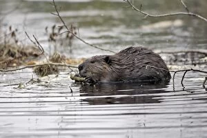 WAT-15478 European Beaver - in water