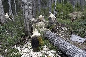 WAT-15479 European Beaver - Poplar trees showing damage where Beavers have gnawed tree trunks