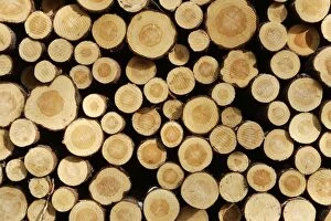 WAT-15490 Finland - cut ends of tree trunks