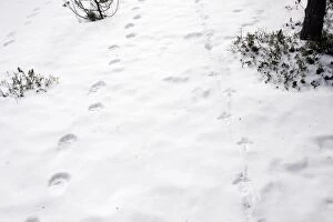 WAT-15499 Wolverine (Gulo gulo) & Capercaillie (Tetrao urogallus) tracks in snow