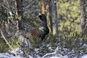 WAT-15510 Capercaillie - male displaying