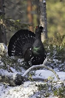 WAT-15511 Capercaillie - male displaying