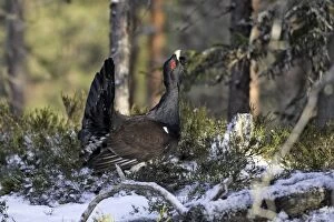 WAT-15512 Capercaillie - male displaying