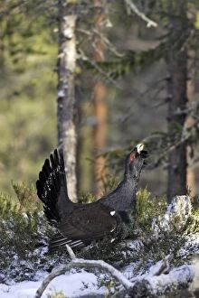 WAT-15513 Capercaillie - male displaying