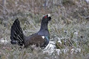 WAT-15514 Capercaillie - male displaying