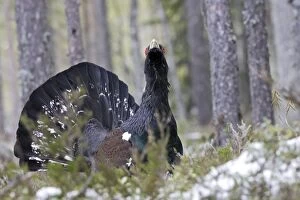 WAT-15517 Capercaillie - male displaying