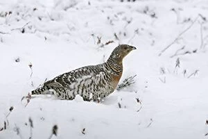 WAT-15518 Capercaillie - female in snow