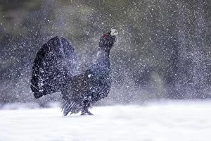 WAT-15521 Capercaillie - male displaying creating snow flurry