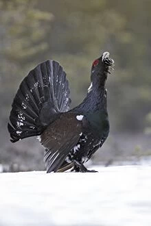 WAT-15523 Capercaillie - male displaying in snow