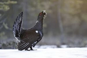 WAT-15525 Capercaillie - male displaying in snow
