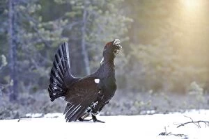 WAT-15526 Capercaillie - male displaying in snow