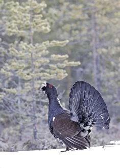 WAT-15527 Capercaillie - male displaying in snow