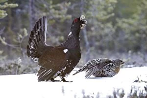WAT-15528 Capercaillie - male displaying to female in snow - courtship