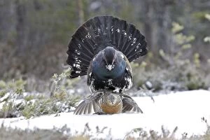 WAT-15532 Capercaillie - male & female mating - courtship
