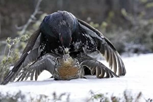 WAT-15533 Capercaillie - male & female mating