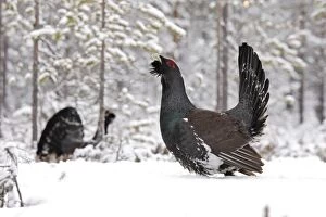 WAT-15535 Capercaillie - male displaying in snow