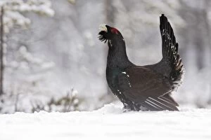 WAT-15537 Capercaillie - male displaying in snow