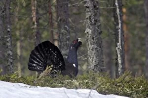 WAT-15539 Capercaillie - male displaying