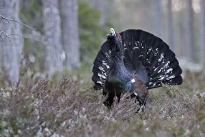 WAT-15540 Capercaillie - male displaying