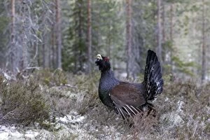 WAT-15542 Capercaillie - male displaying
