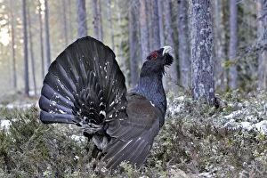 WAT-15543 Capercaillie - male displaying