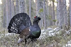WAT-15545 Capercaillie - male displaying