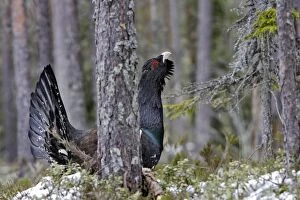 WAT-15549 Capercaillie - male displaying