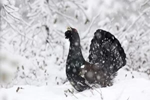 WAT-15551 Capercaillie - male displaying in snow