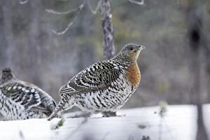 WAT-15553 Capercaillie - female in snow