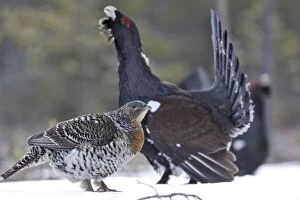 WAT-15557 Capercaillie - male displaying to female in snow - courtship