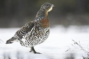 WAT-15558 Capercaillie - female in snow