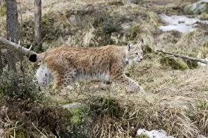 WAT-15564 European Lynx - Finland