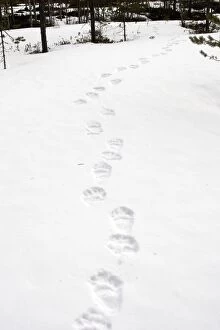 WAT-15576 Brown Bear - tracks in snow