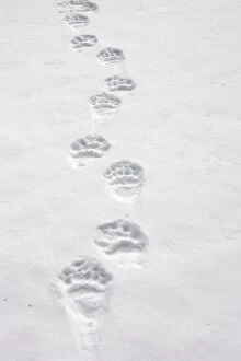 WAT-15578 Brown Bear - tracks in snow