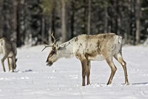 WAT-15589 Reindeeer