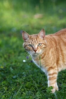 WAT-15614 Cat - ginger