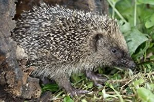 WAT-15636 hedgehog - in a garden