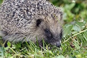 WAT-15637 hedgehog - in a garden