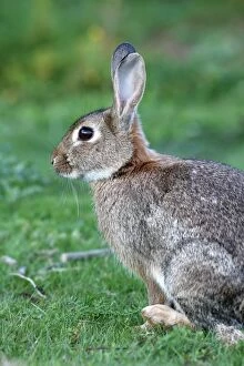 WAT-15646 European Rabbit
