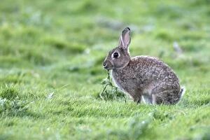 WAT-15651 European Rabbit - feeding