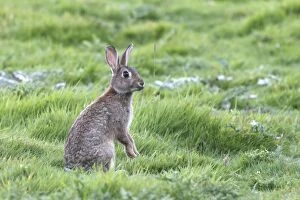 WAT-15652 European Rabbit - on hind legs