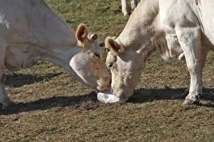 WAT-15683 Cattle - Charolais cow - eating salt block