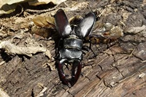 WAT-15689 Stag Beetle - male