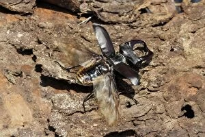 WAT-15690 Stag Beetle - male