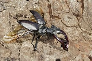 WAT-15691 Stag Beetle - male