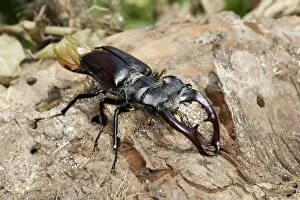WAT-15692 Stag Beetle - male
