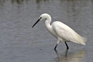 WAT-15701 Little Egret - in water fishing
