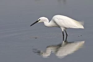 WAT-15703 Little Egret - in water fishing